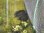 画像5: キボシイシガメ 　アダルト ♂ 2008年生まれ 9.6cm 　 (5)