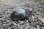 画像11: キボシイシガメ 　アダルト ♂ 2008年生まれ11.0cm 　